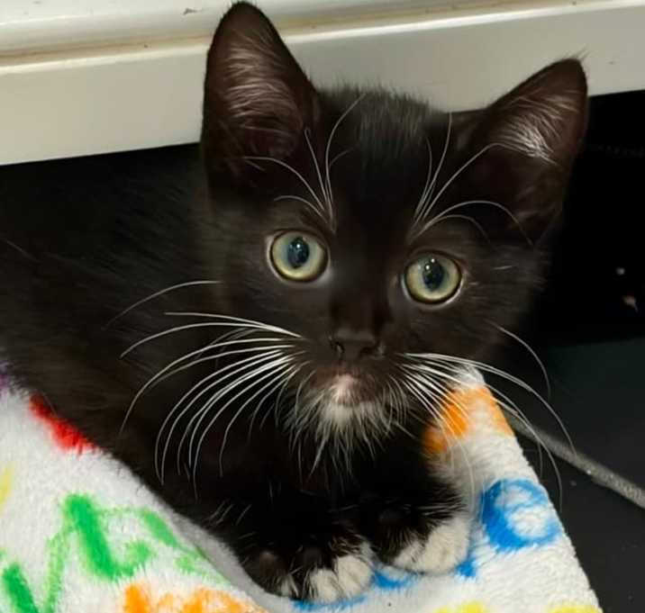 Photo of Tinkerbell (Tink)