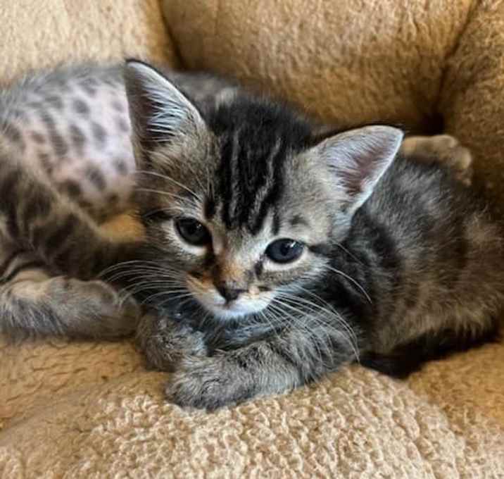 Photo of Sue Sue (bonded with Axel)