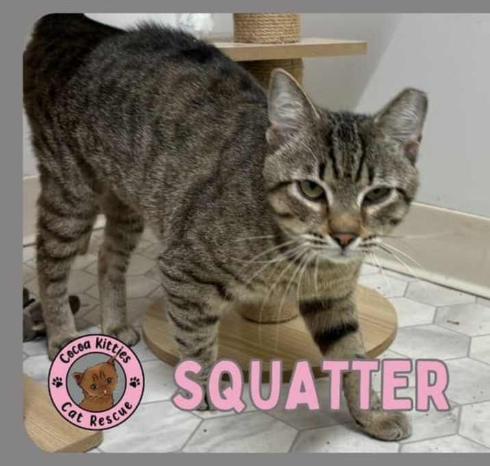Photo of Squatter