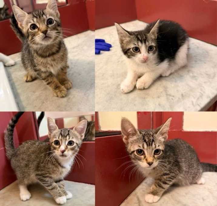 Photo of Basil, Mozzarella, Oregano, & Tomato