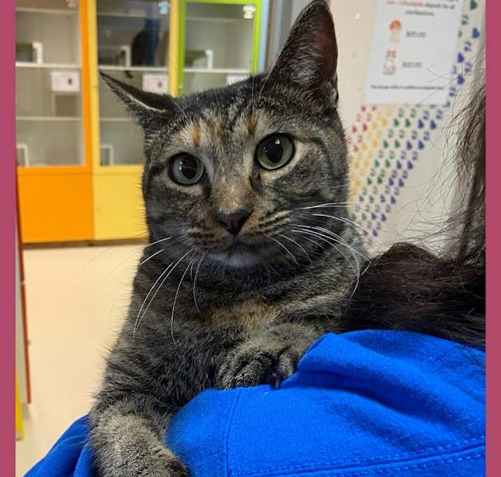 Photo of Cat Condo #7