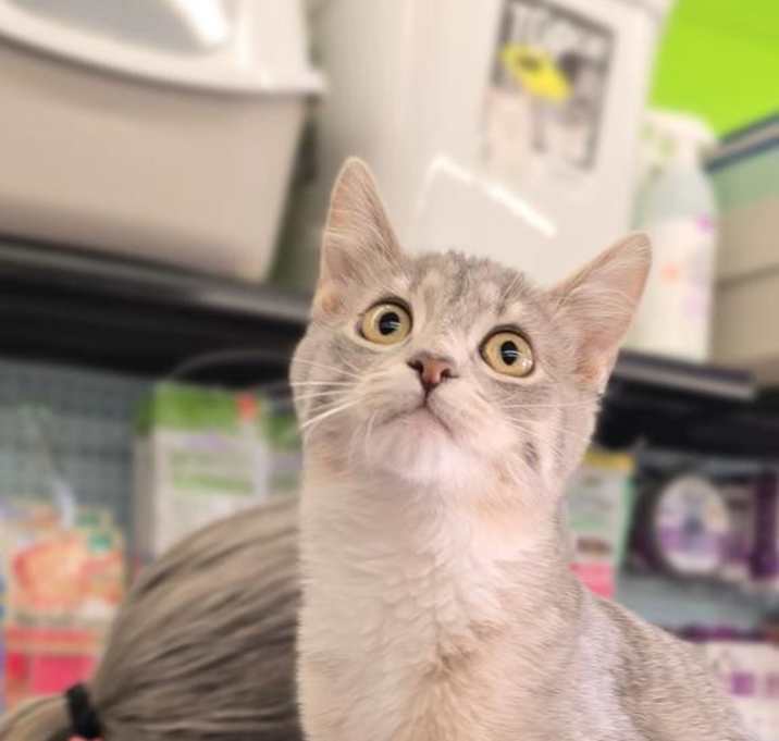 Photo of Lil' Whiskers