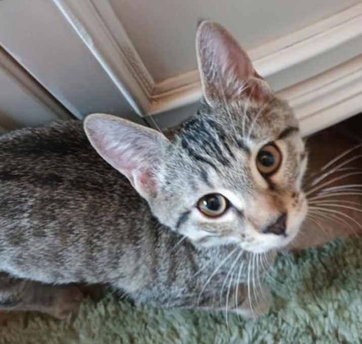 Photo of Keith Richards - Petsmart Plantation Foster Home