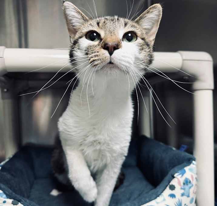 Photo of Sir Meowington