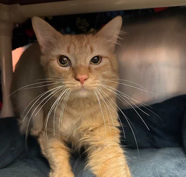 Photo of Professor Snuggle Pants