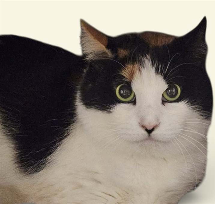 Photo of CALLIE