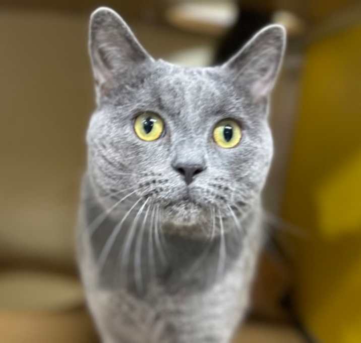 Photo of Kodiak OF52