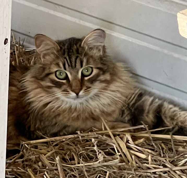 Photo of Larry [Barn Cat]
