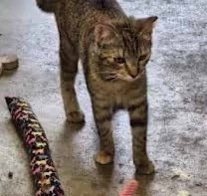 Photo of Crookshanks