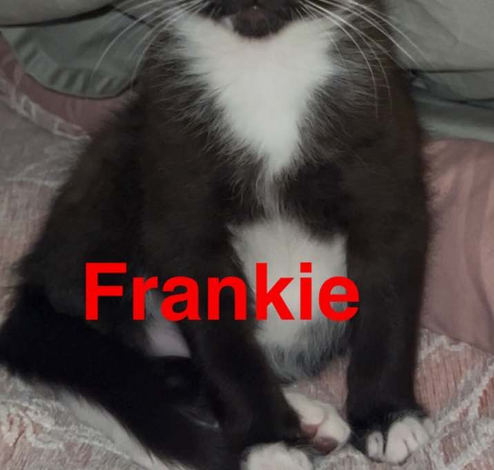 Photo of Frankie