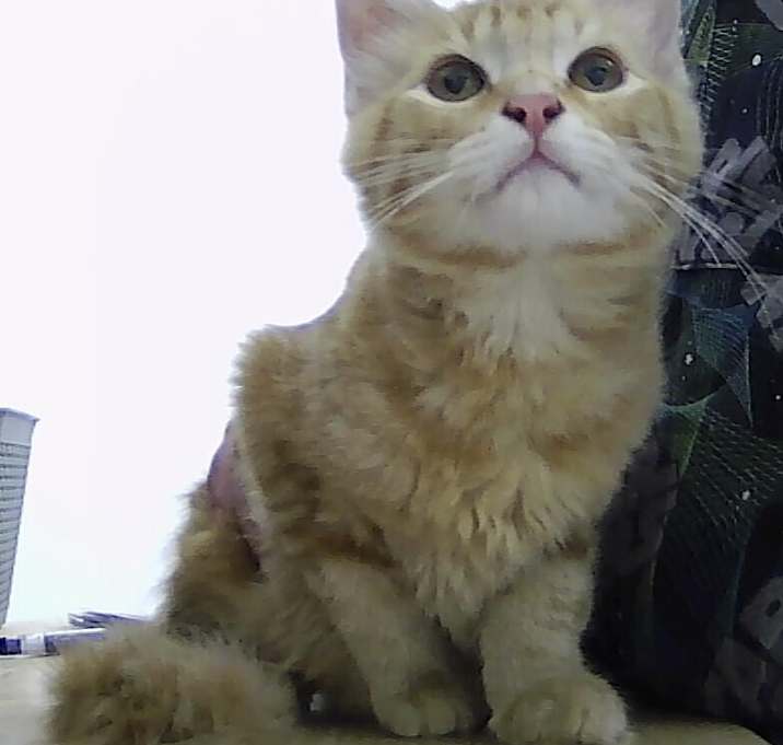 Photo of Cinnamon Twist