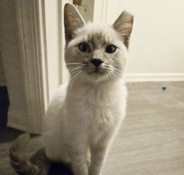 Photo of Yuki Snowball