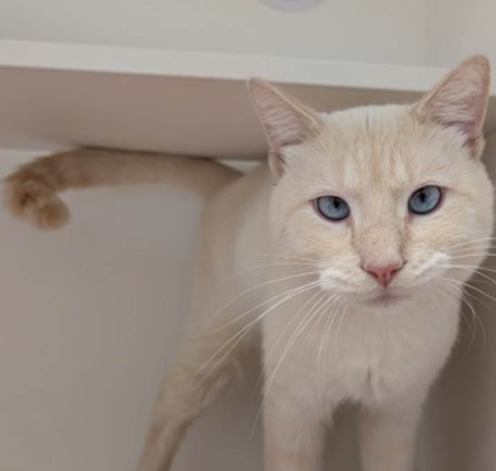 Photo of White Mocha Espresso