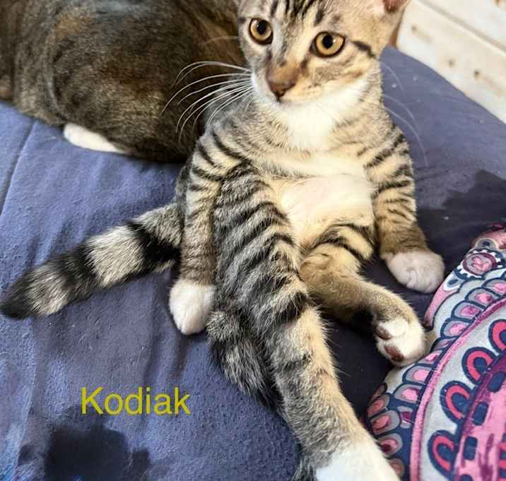 Photo of Kodiak