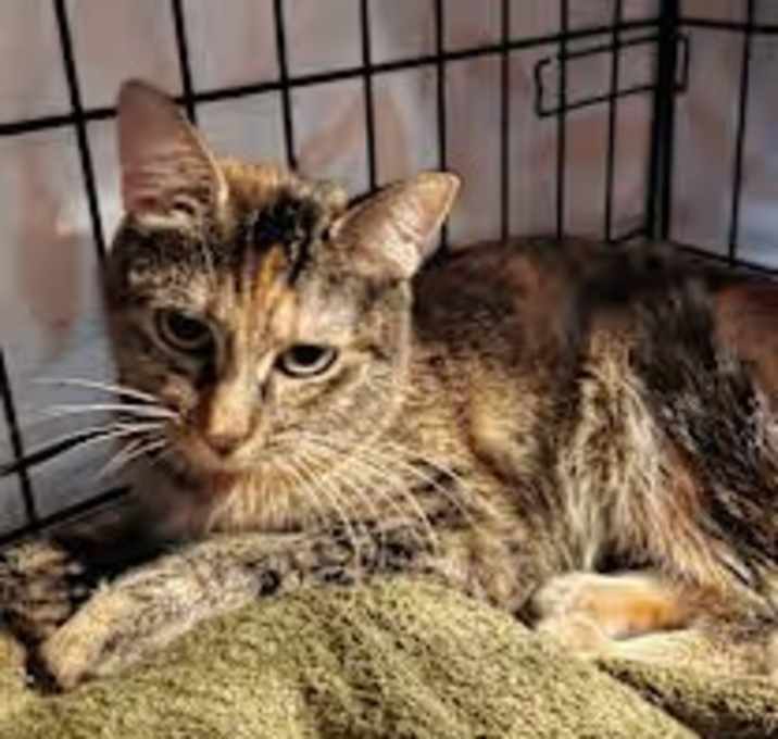 Photo of Sparkle the cat