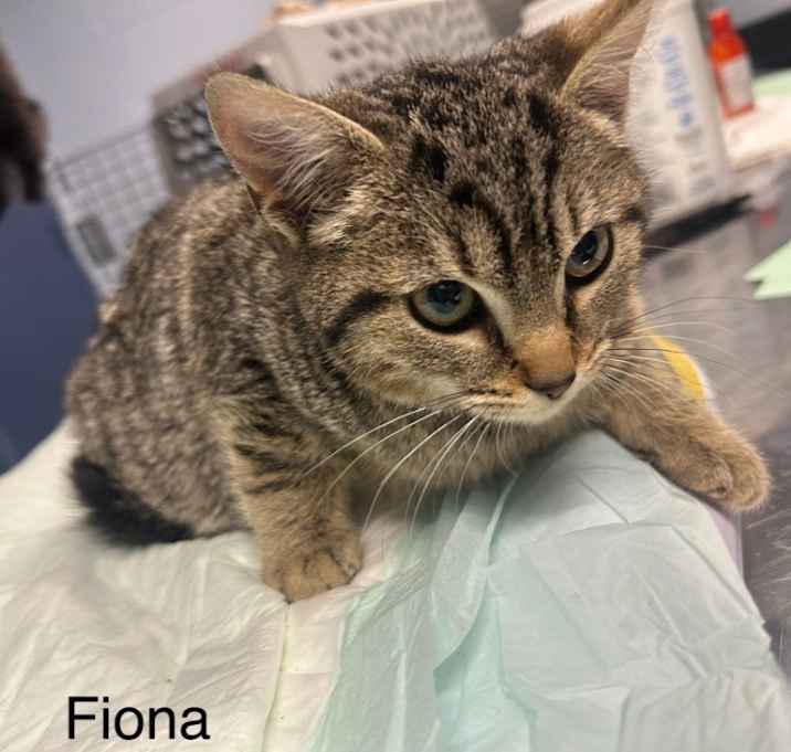 Photo of Fiona
