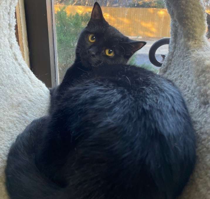 Photo of (C Kittens) Cieran