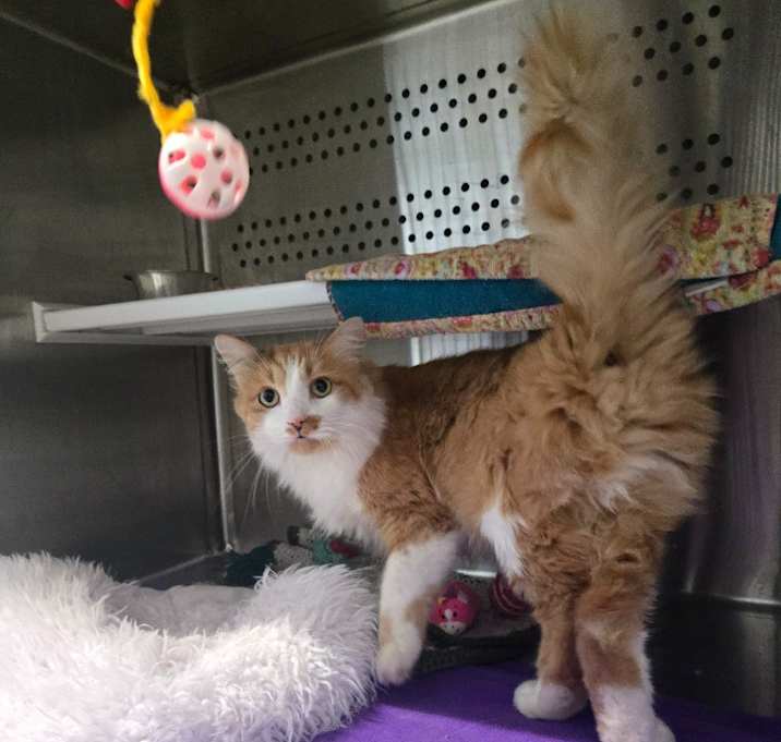 Photo of Fuego (Erie)