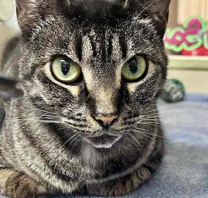 Photo of Tickle Tart