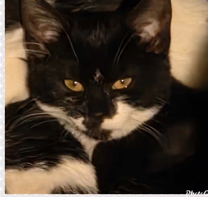 Photo of 2025-167 Blackjack