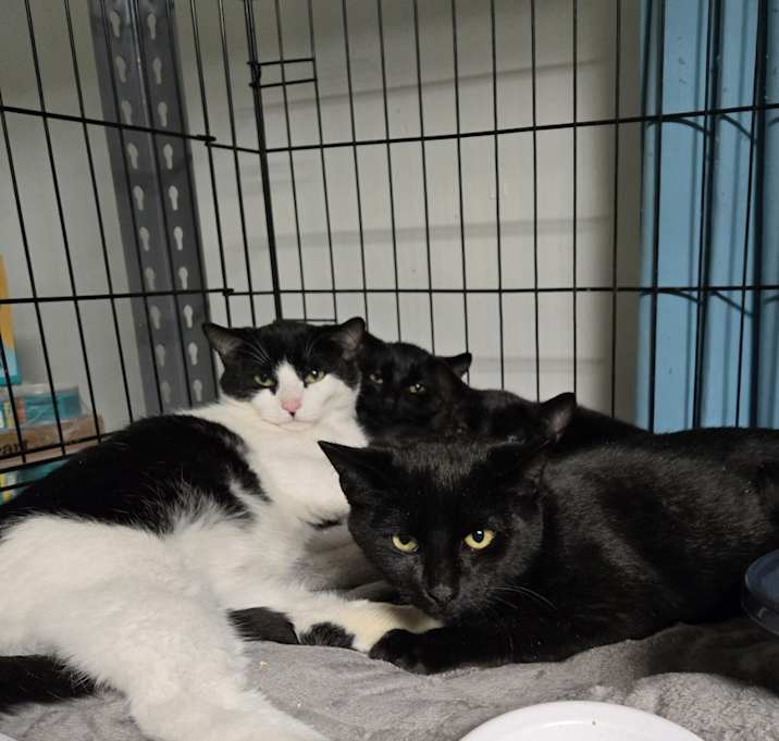 Photo of 2025-171 Pecan Pie