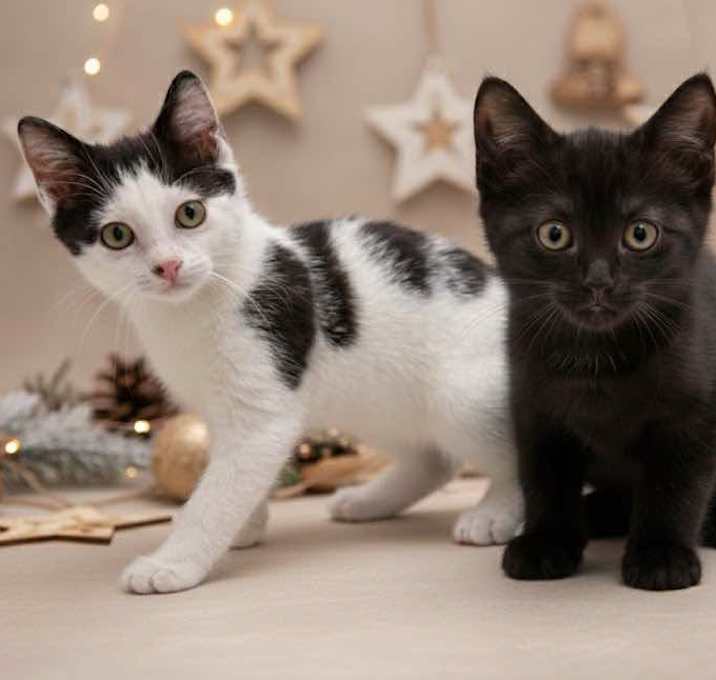 Photo of Bart and Lisa