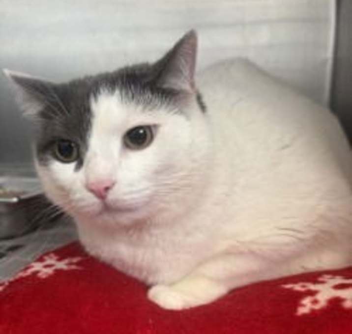 Photo of CA 127 Meoko