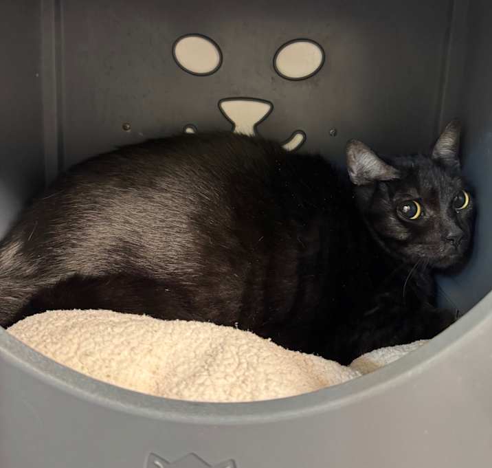 Photo of Iris FKA Dahlia