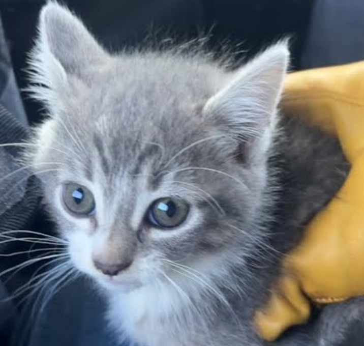 Photo of MPAC-Stray-2900_2