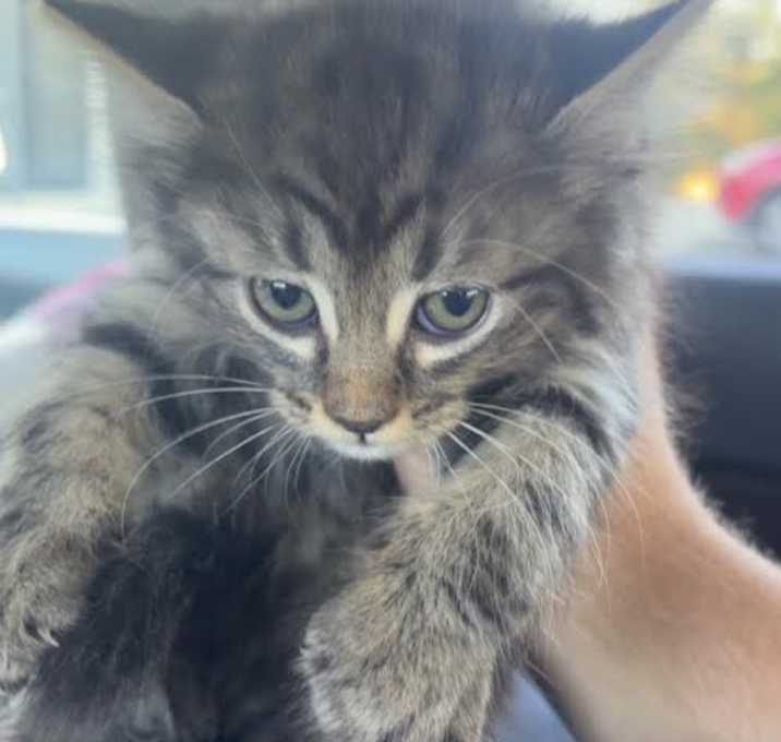 Photo of MPAC-Stray-2900