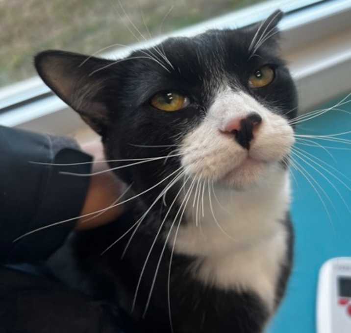 Photo of Paw McCartney