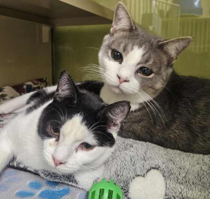 Photo of Bandit AND Rocket