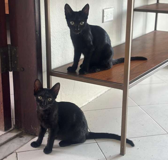 Photo of Negrito & Carboncito