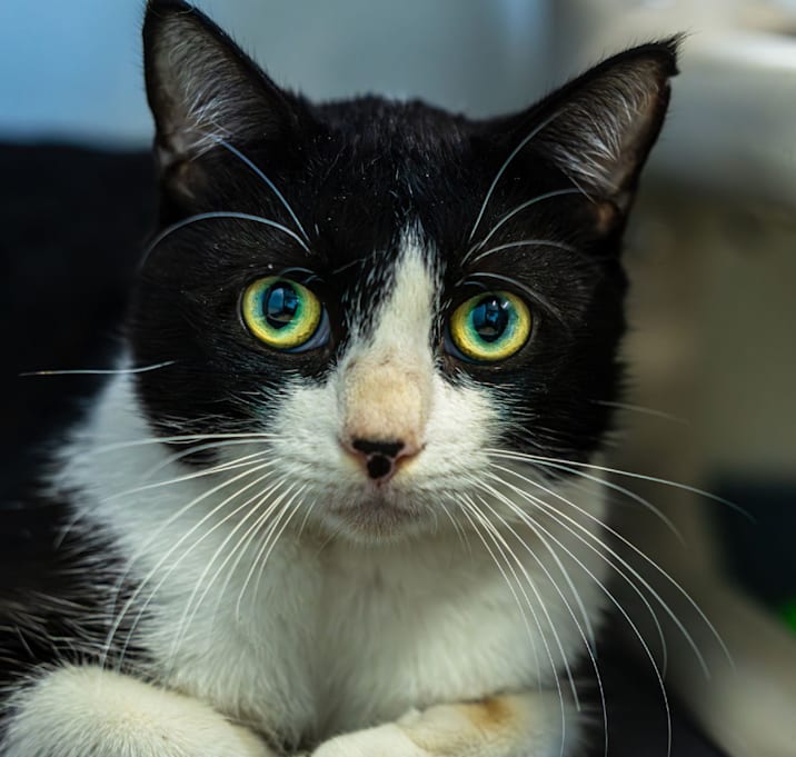 Photo of Lionel Richie