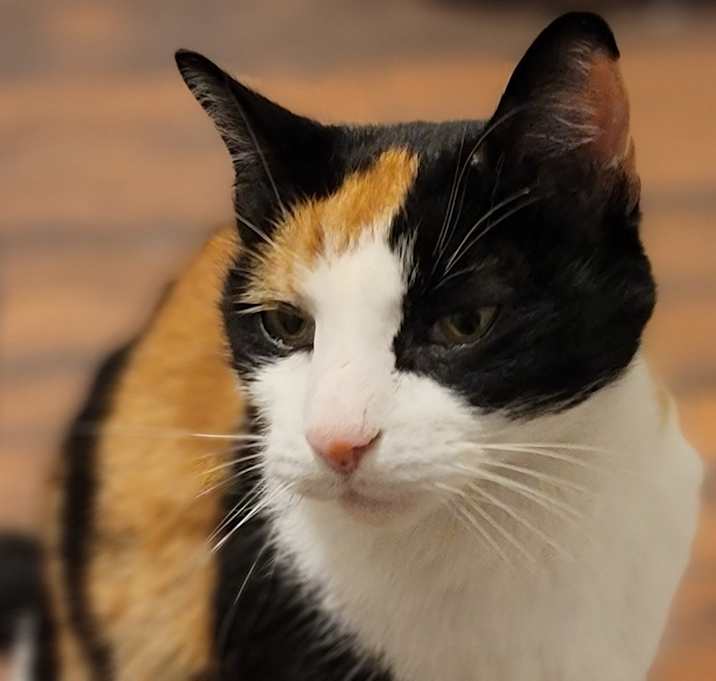 Photo of Kipperkitty Copperkettle