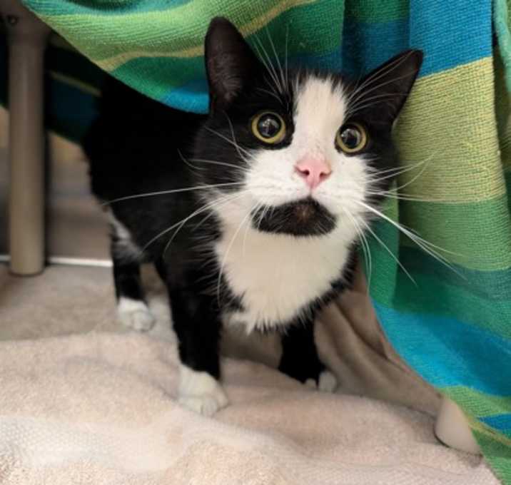 Photo of Homeboy Thumbs