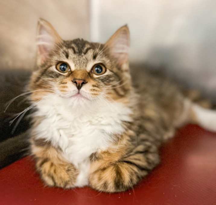 Photo of Coriander (Noel)