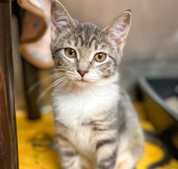 Photo of Tina T (merrie)