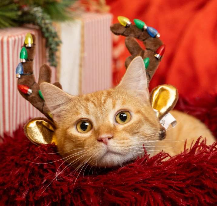 Photo of Thomas O'Malley