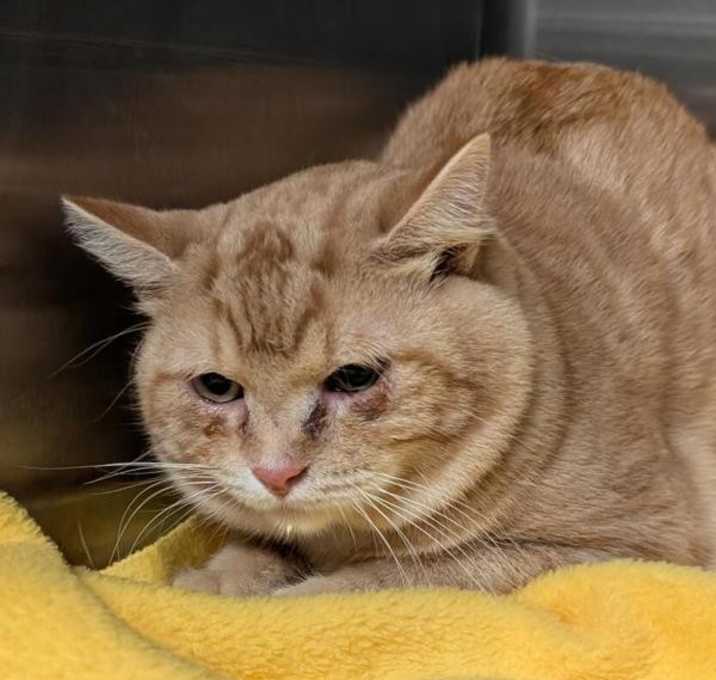 Photo of Georgio 45641