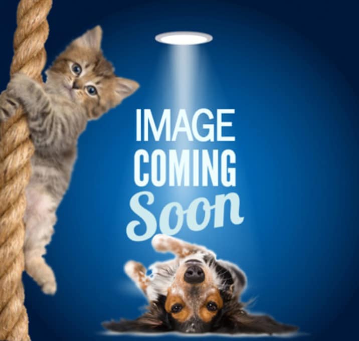 Photo of Butterscotch