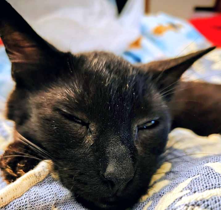 Photo of Black Kitty