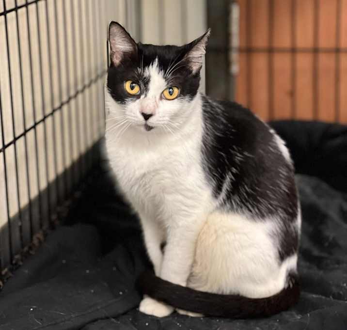 Photo of Tiger (Kimberly)