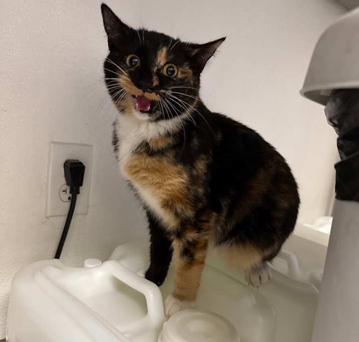 Photo of HACC-Stray-32399_4