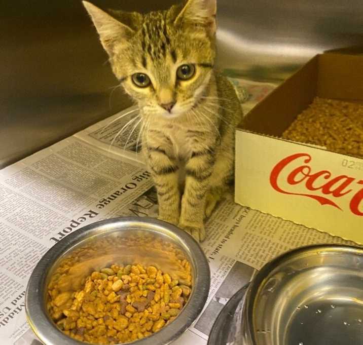 Photo of Irish Spring