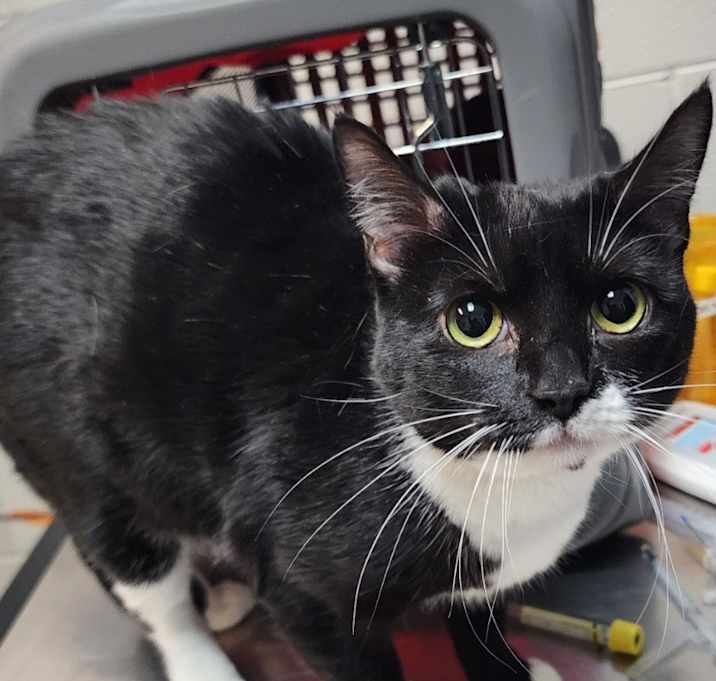 Photo of PIPSIE JINGLES