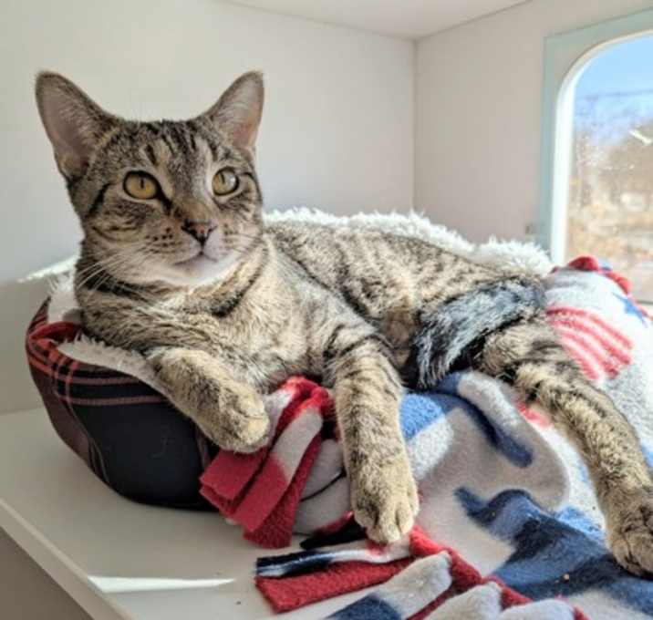 Photo of Gossip (Bashful Buddy)