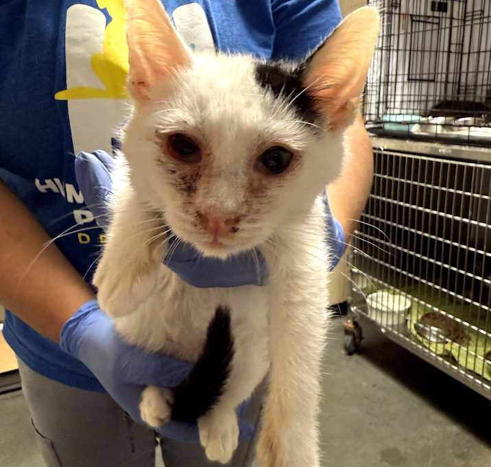 Photo of Anakin Skywalker