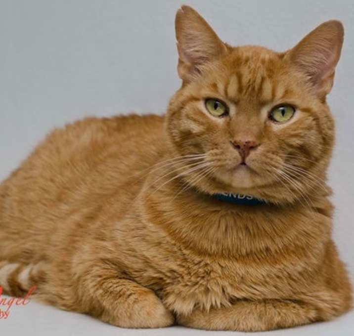 Photo of Samee [Permanent Foster]