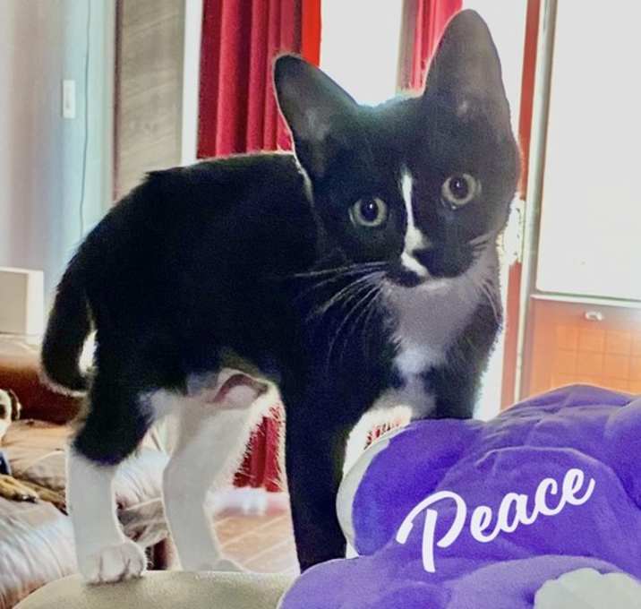 Photo of Peace #loves-to-be-handled